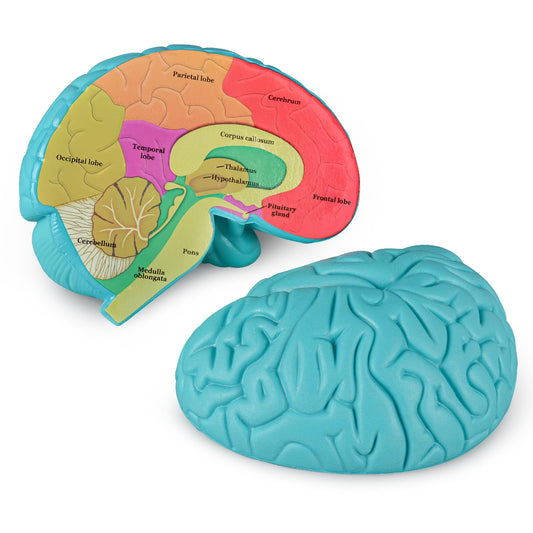 Skillssist Cross-Section Brain Model with labeled halves ideal for classroom study.