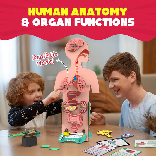 Smartivity human body model organs labeled for interactive discovery