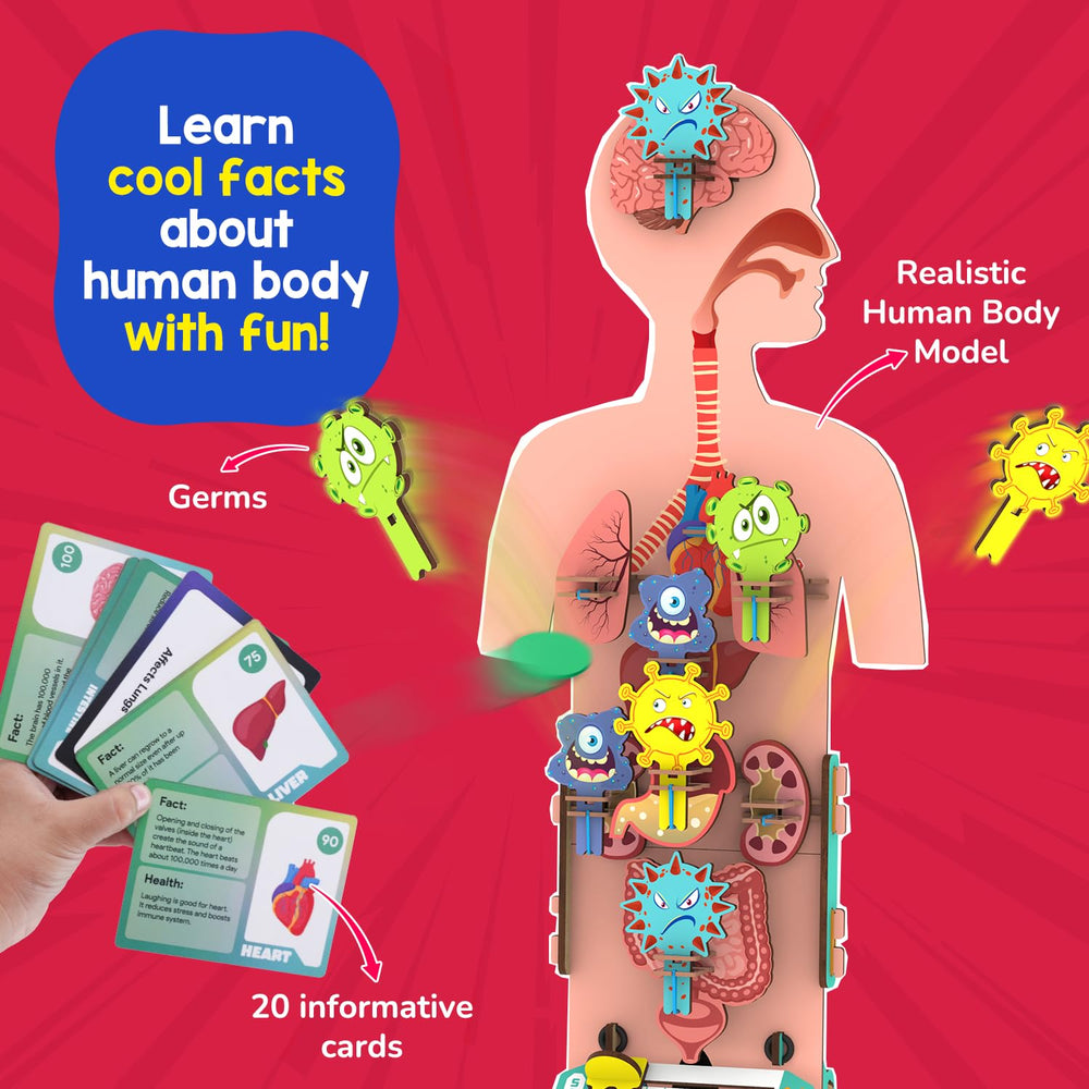 Smartivity human body model sustainable wood highlights eco-friendly toy