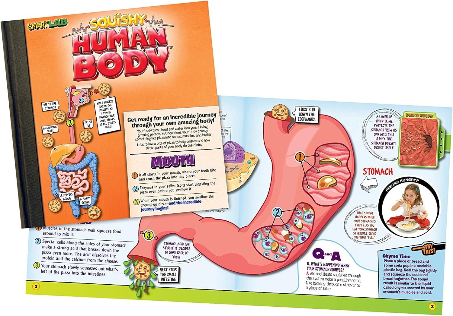 SMARTLAB Toys body part organizer mat helps sorting and matching organs.