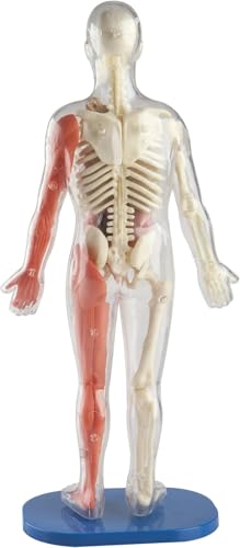SMARTLAB Toys twelve plastic bones and muscles support building the inner framework.