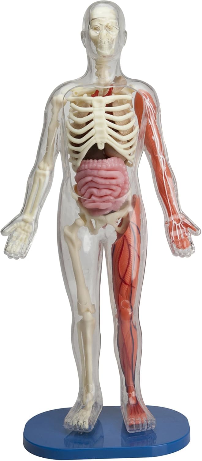 SMARTLAB Toys squishy human body model with removable organs for hands-on anatomy exploration.