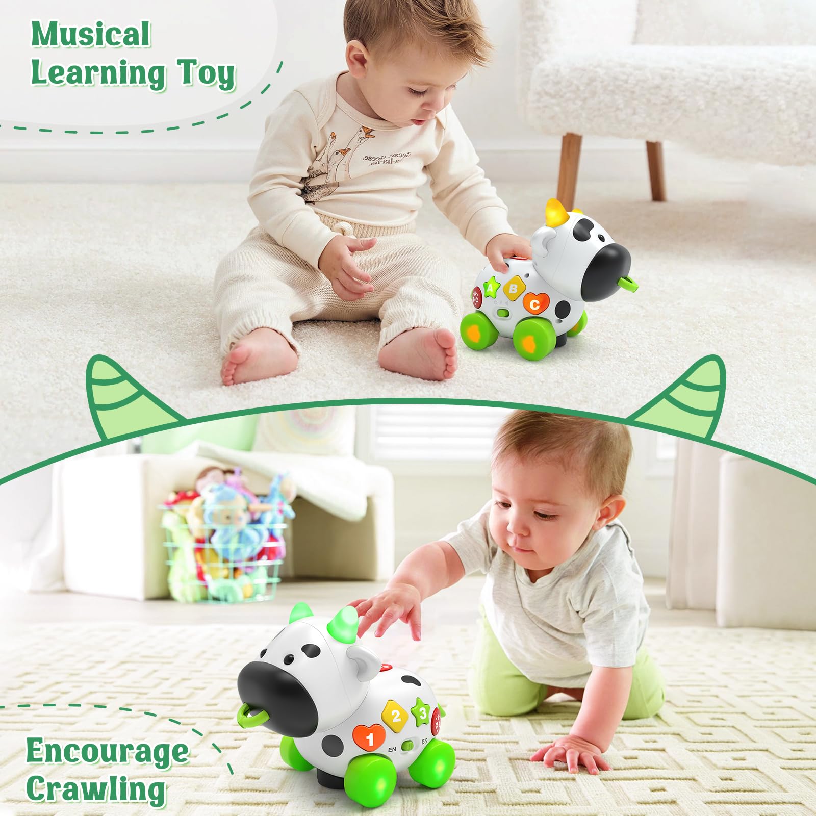 Talkfun cow toy pulled by a toddler to encourage crawling and walking.