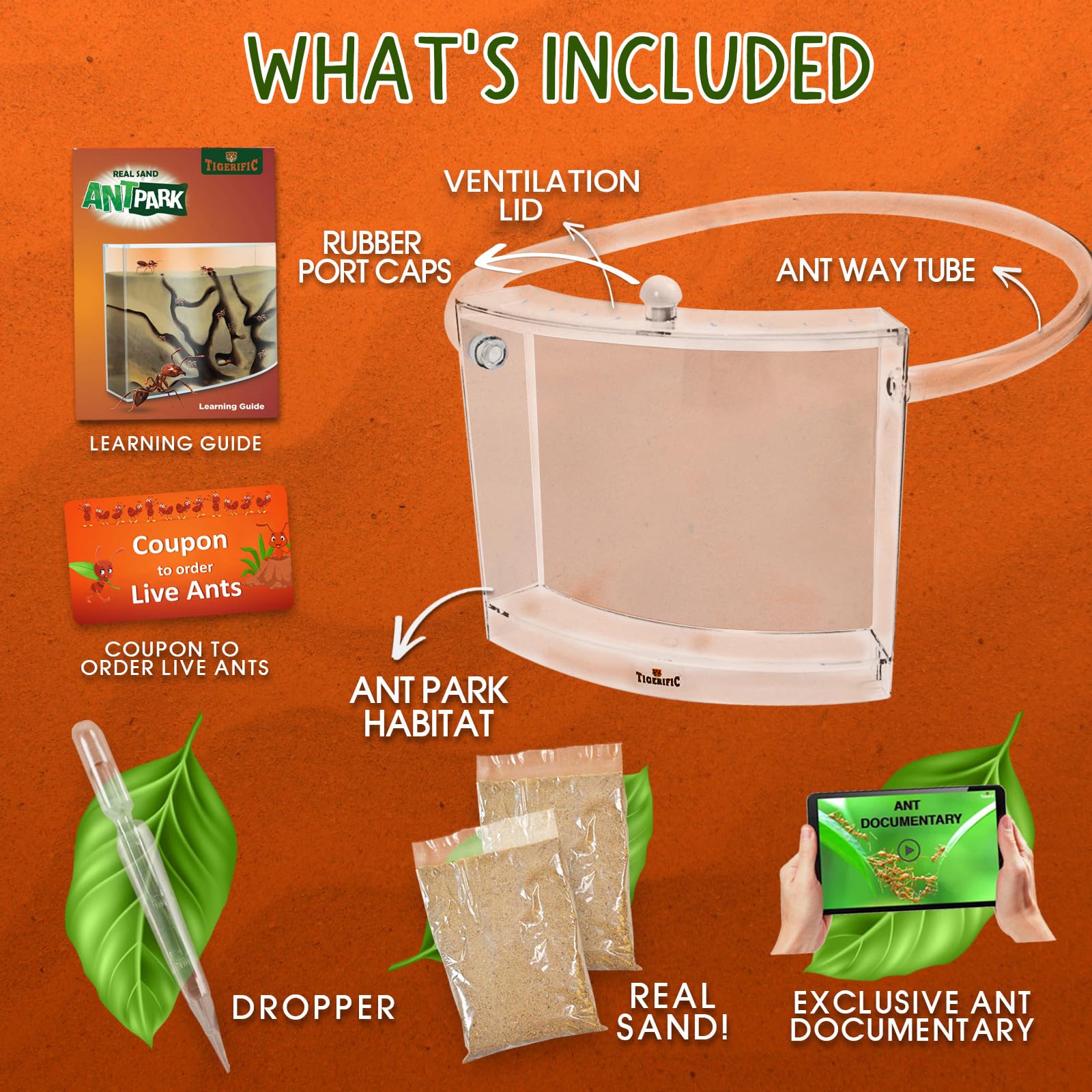 Tigerific transparent colony view supports classroom or home science learning.