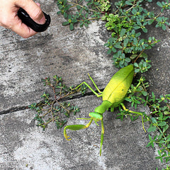 Tipmant RC Praying Mantis batteries and compartments shown for quick setup.