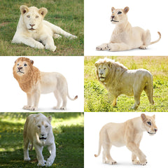 Toymany lion family playset packaging ready for gift-giving.