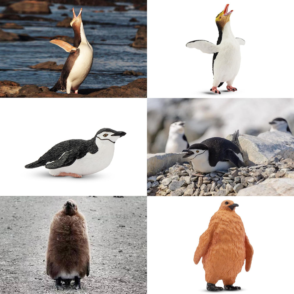 Toymany penguin cub figure, cute companion for stories and classroom displays