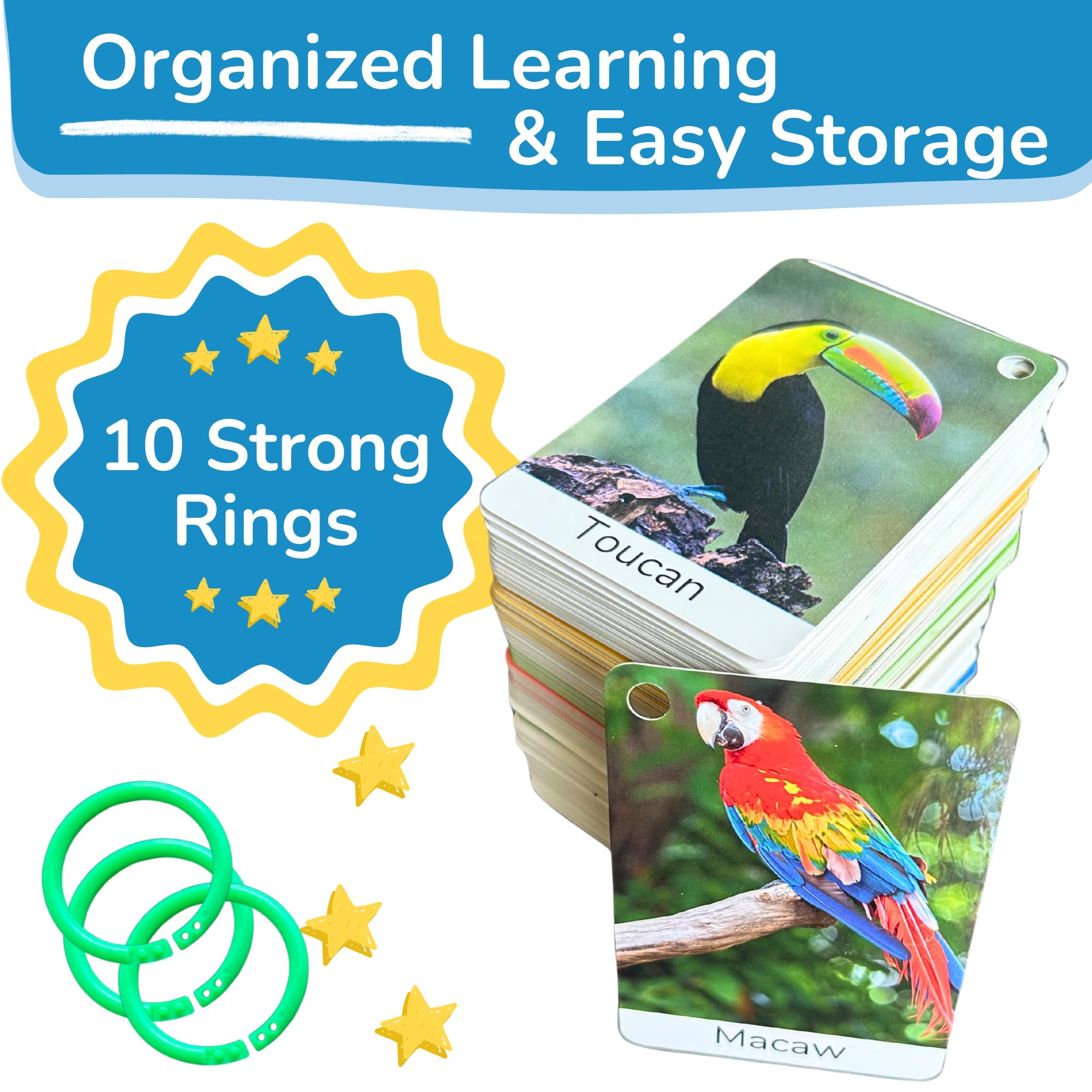 TOYVENTIVE alphabet flash cards with images support early literacy and word recognition.