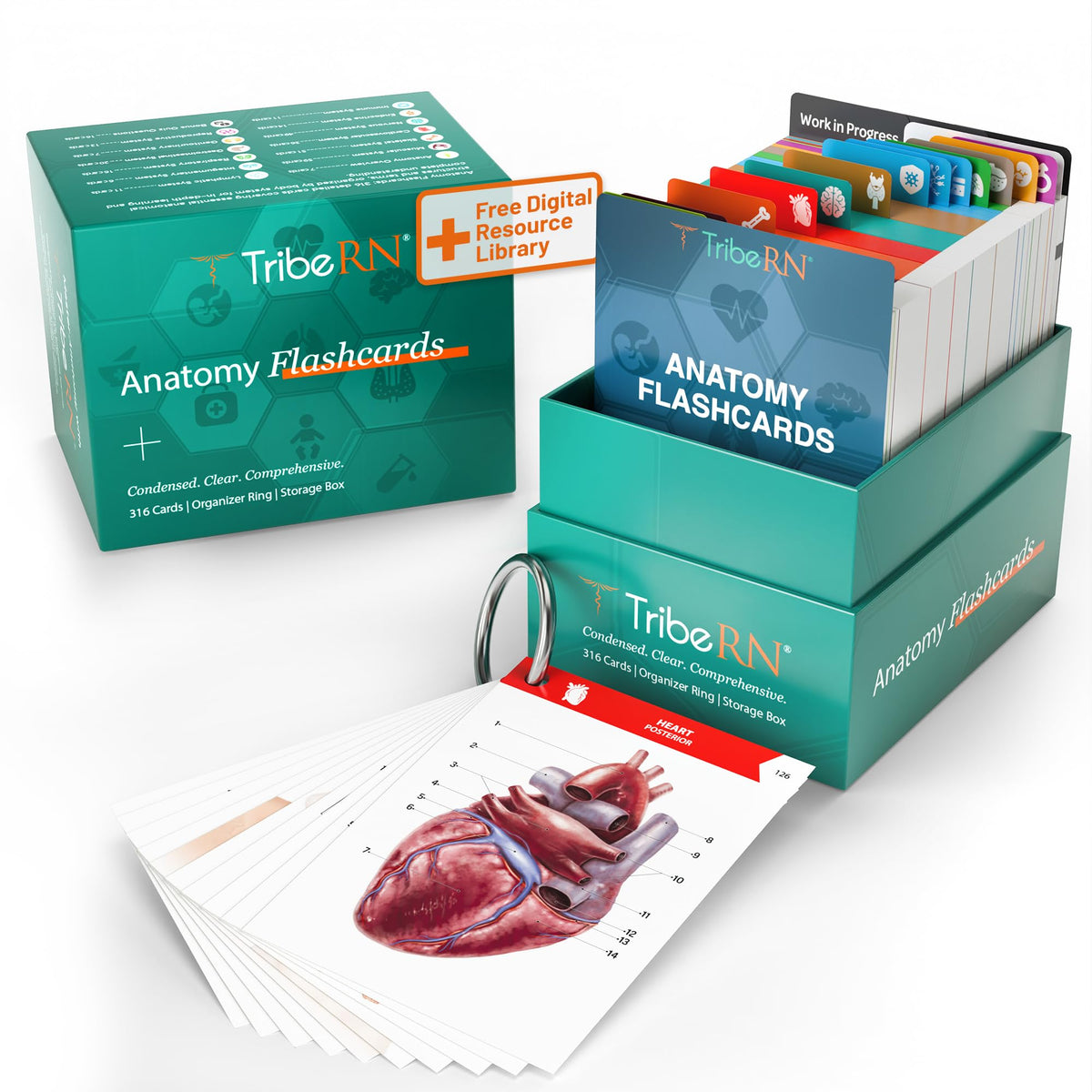 Tribe RN anatomy flashcards cover with bold visuals for quick study access