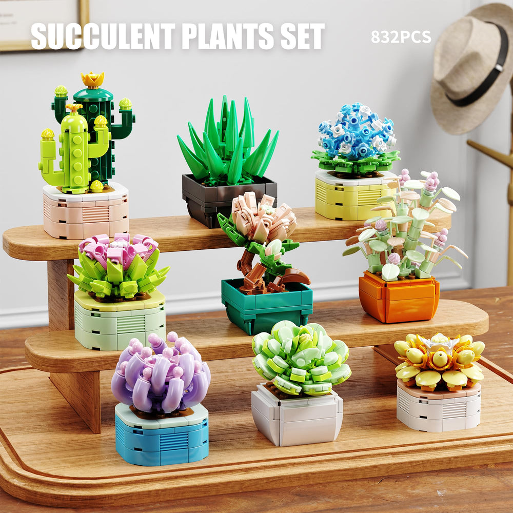 TYCOLE succulent plants display for office and home spaces.