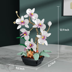 Ubrixmen orchid display setup offers elegant decor ideas for desks and shelves.