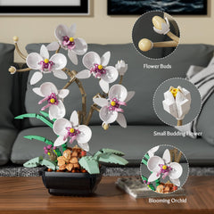 Ubrixmen orchid flowers detail highlights petals for a realistic display.