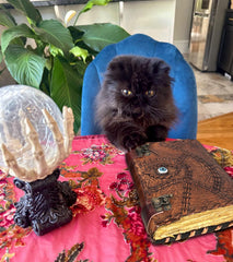 ULCH gift-ready packaging image implying ready-to-gift spooky present