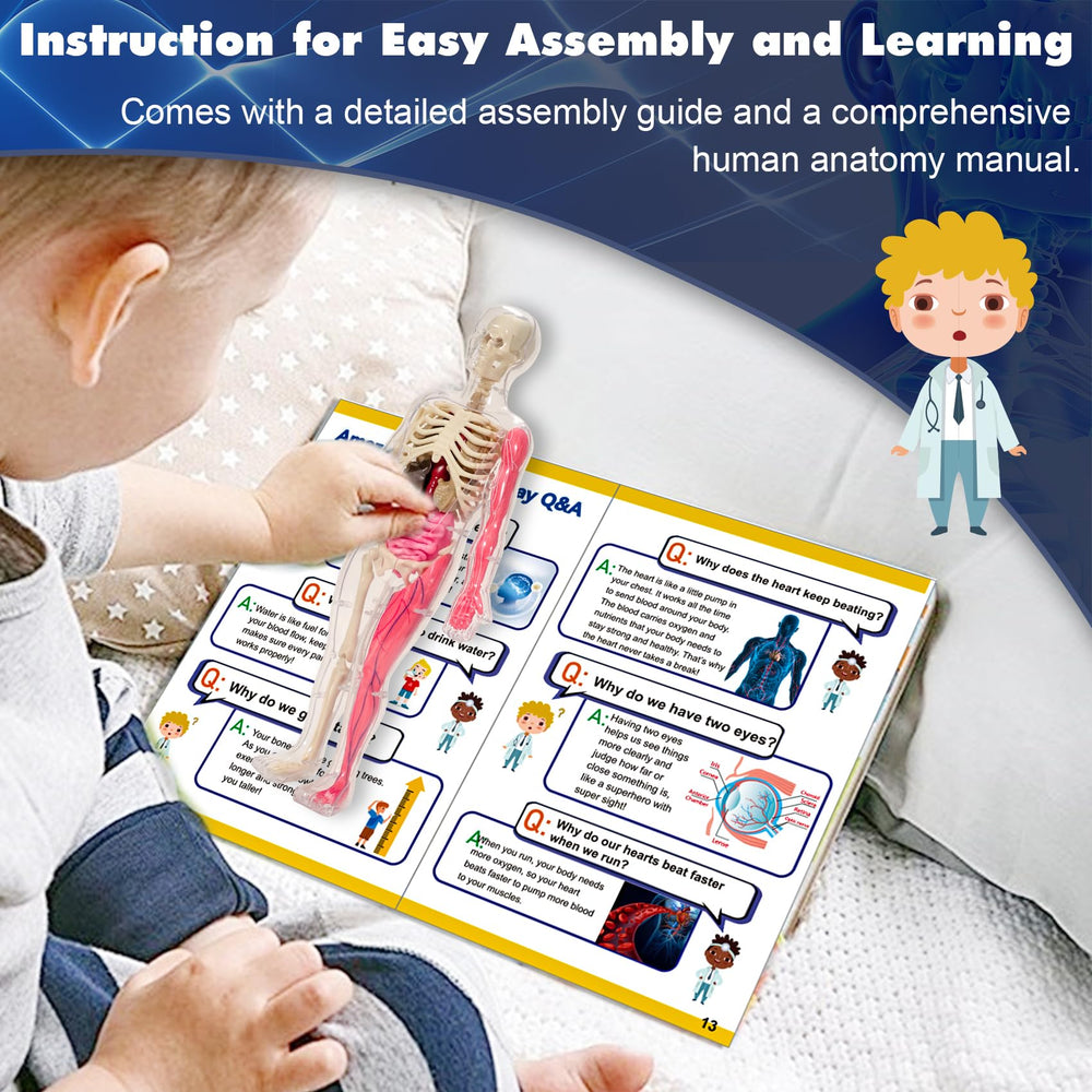 YOFUN skeleton model anatomy manual for deeper body knowledge.
