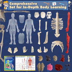 YOFUN skeleton model with removable organs for cross-section learning.