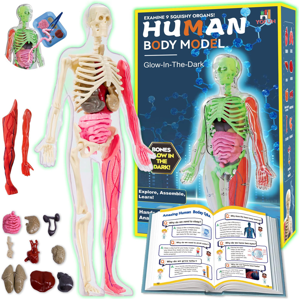 YOFUN skeleton model stand with glow-in-the-dark bones for hands-on anatomy play.